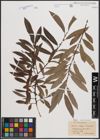 Foto von Salix cinerea L. x Salix viminalis L.